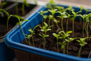 Про дачу и рассаду