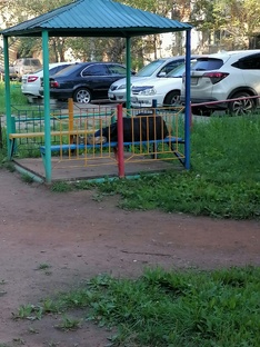 Почему наш руководитель страны играет в поцелуйчики с хохлами когда гибнут наши 