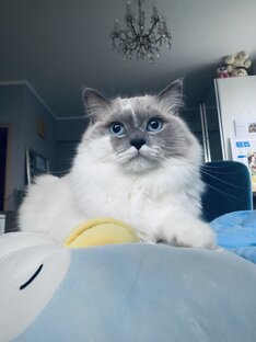 О породе рэгдолл 🐈