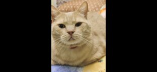 мой кот Пушок