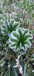 Растения и холод