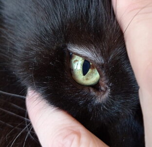 Проблема с кошачьим глазом