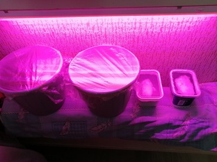 Рассада. Сезон 2026