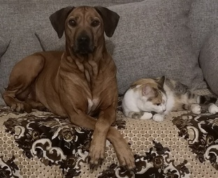 Мой зоопарк