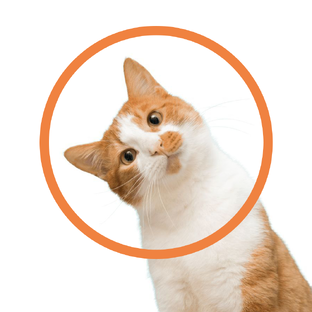 Лица «Муркоши»