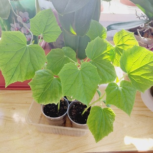 Огород на подоконнике