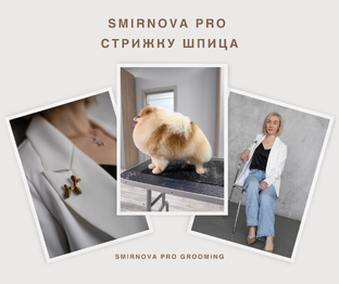 Простая и понятная породная стрижка Шпица