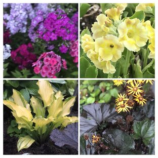 Продажа многолетников