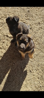 братья наши меньшие...