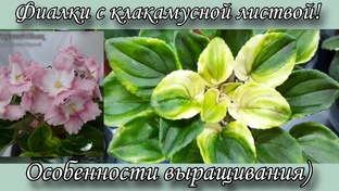 Фиалки с клакамусной листвой!