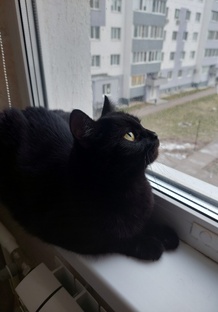 Чёрная кошка