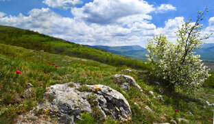 Флора и фауна, природа Крыма