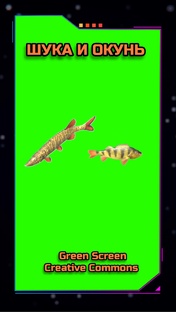 РЫБЫ GREEN SCREEN 