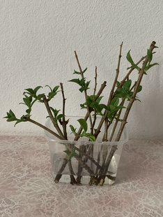 Черенкуем Гортензии 2025г.