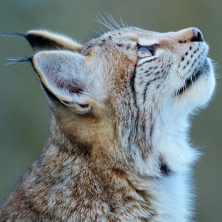 Рысь: тайны лесного призрака и её удивительные способности