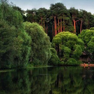 Серебряный бор