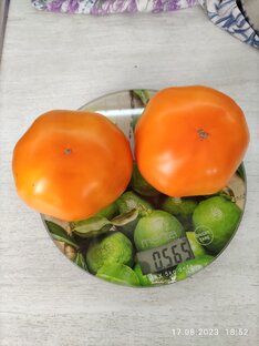 Овощи, бахчевые и др. 
