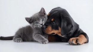 Статьи про животных-компаньонов