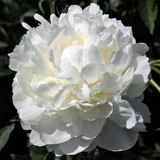 Всё о цветах