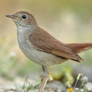 Соловей: певец ночи с тайной в голосе