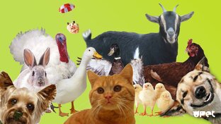 Братья наши меньшие
