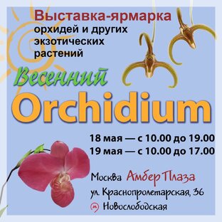 Выставки. Анонсы и Результаты