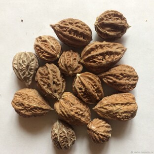 Ореховодство