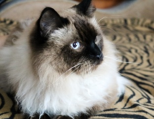 Кошкопад