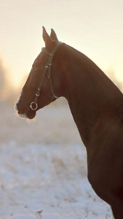 Ахалтекинцы наша гордость