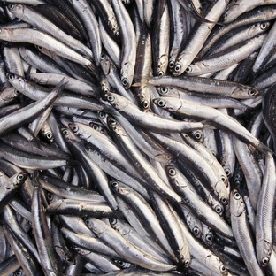 Анчоус: правда, мифы и удивительная жизнь маленькой рыбы