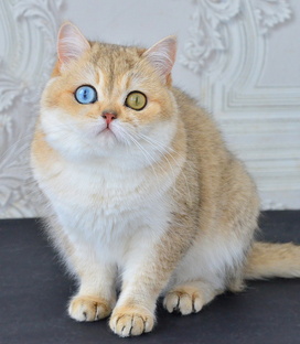 ДГГ для чайников