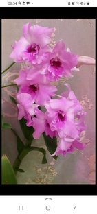 Все про цветы