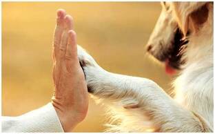 Психология и воспитание собак