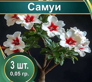Мои домашние цветы. Бонсай, Ниваки