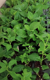 «Черенкование»