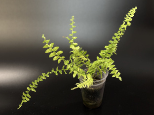 Про папоротники.