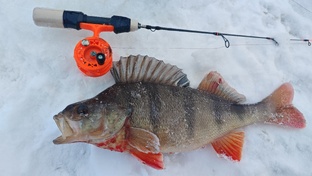 Раздача окуня.