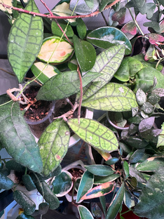 Цветочные влоги