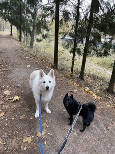 собачьи истории: шипперке и БШО