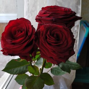 Мужчины и Женщины