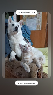 БРАТЬЯ НАШИ МЕНЬШИЕ. 