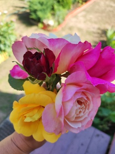 Цветы на даче 