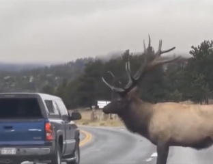 Из жизни  животных