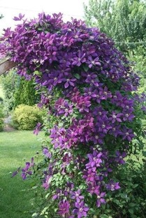 Лианы со всего мира