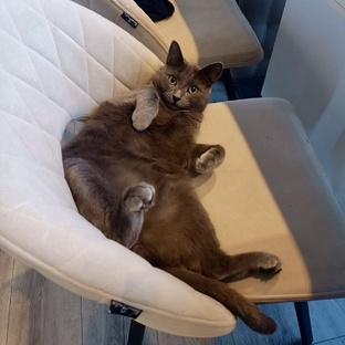 Юмор, котики и все остальное