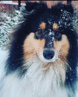 Живанши. Шотландская овчарка (колли)