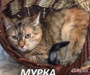 Мурочка