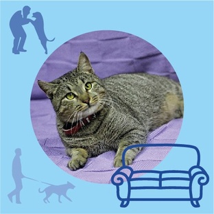 Истории пристроя