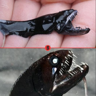 таинство океана