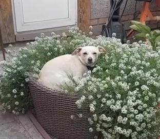 Мои животные.